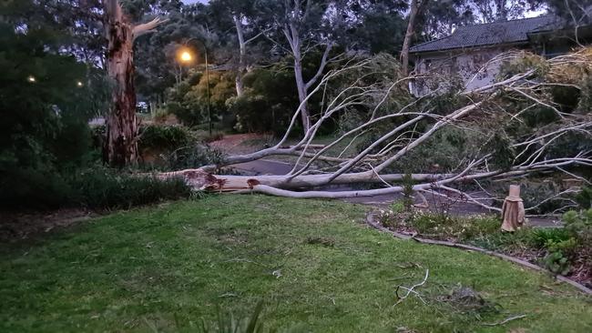 A tree fell across a street at the Aveo Mingarra retirement village in Croydon. Reader picture: Edna Leech