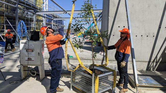 A tree was placed on top of the stage three building to mark the milestone of completing the highest level. Picture: Toby Vue