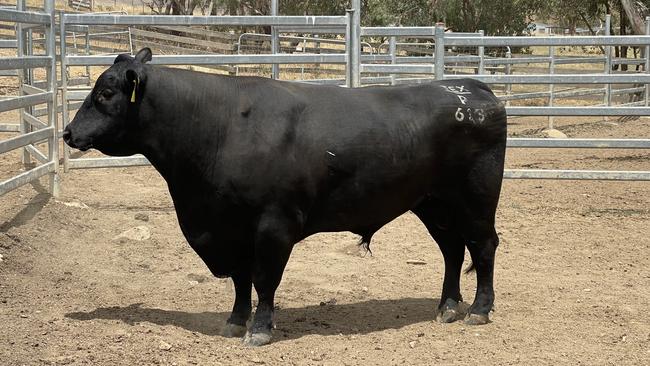 Missing bull Texas Powerplay P613 has been found alive and well 3km from his Yea farm. Picture: Supplied