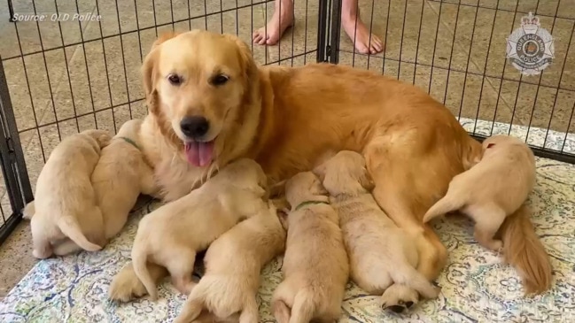 Allegedly stolen golden retriever pups reunited with mum