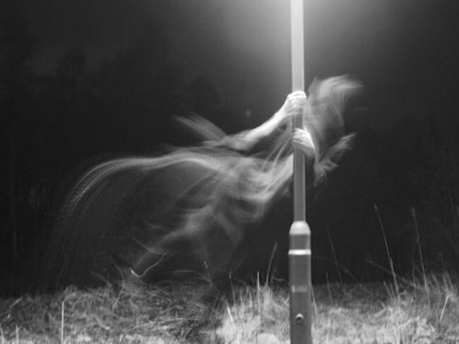 This ghost is one of many that apparently haunt the park. Picture: Daniel Phillips