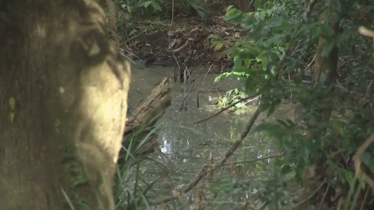 The investigation into the disappearance of William Tyrrell continues - with a creek in bushland in the town of Kendall  being drained as part of the search efforts. 

A pump is being used to drain the thin, winding creek, which is off Cobb and Co Road. 

Rain is forecast over the coming days which may impede search efforts however police are set to push through unless there are torrential downpours.