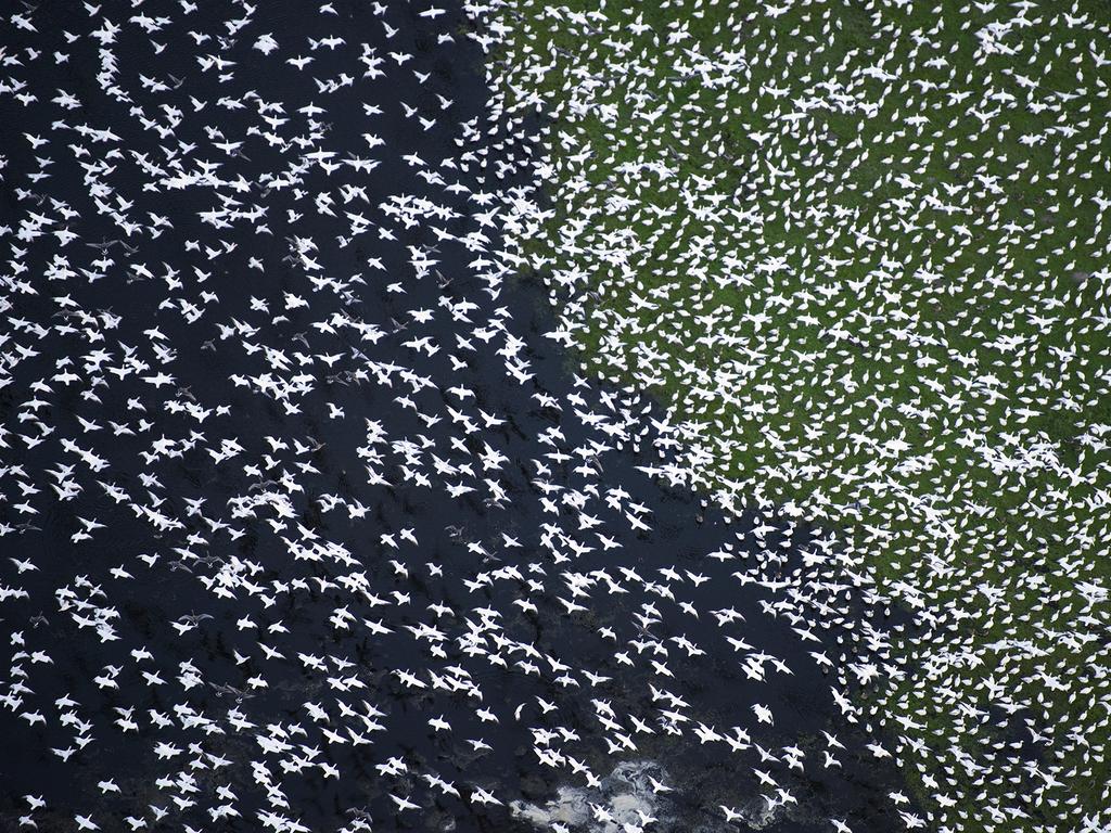 Photo by Jassen Todorov / National Geographic Nature Photographer of the Year contest A Thousand Birds Each year between the months of December-March, Northern California becomes the winter home to thousands of migratory birds (geese, egrets, ducks, herons and others). Aerial image (photographed from a plane while flying at 120 miles per hour).