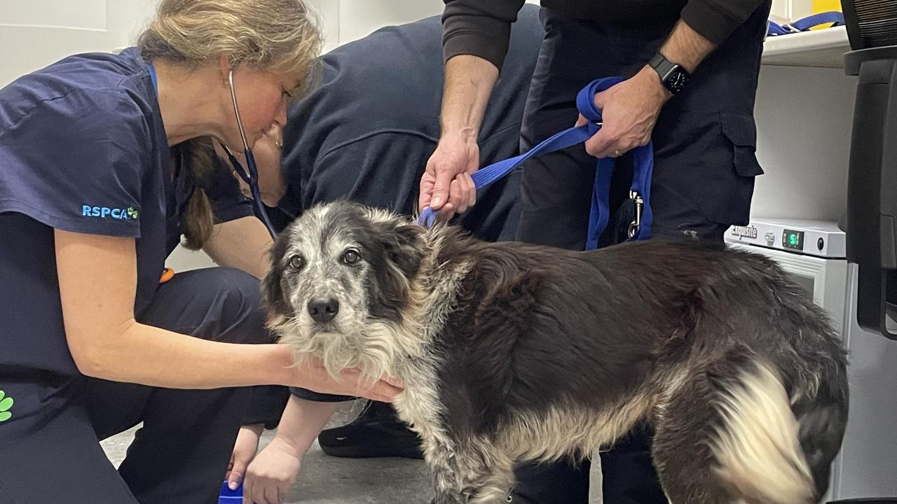 An RSPCA vet with Ash the border collie after he was rescued. Picture: RSPCA
