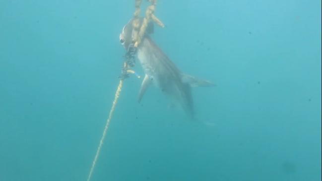 Shocking footage of endangered shark culled on Great Barrier Reef