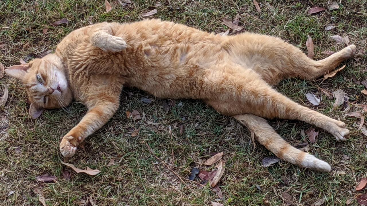 Our cat Niles always sleeps like this, loving life with his boys out. Picture: Kirk