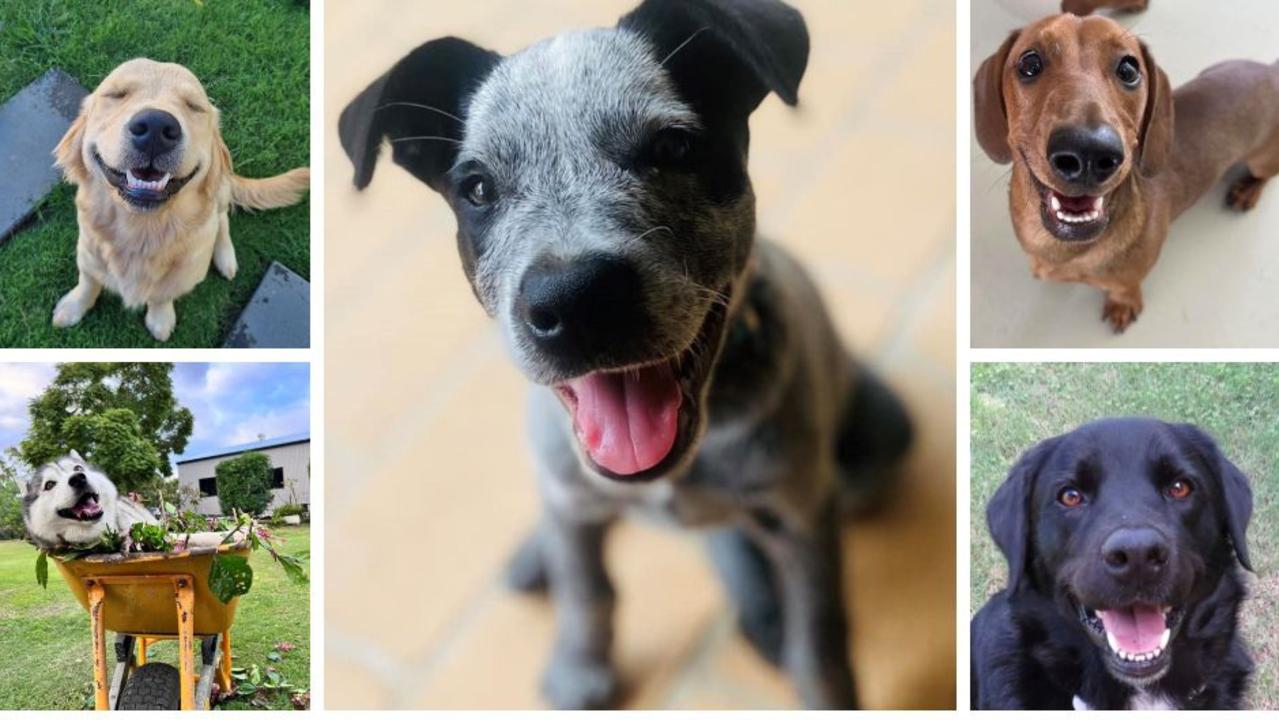 Help us crown the Lockyer Valley's cutest dog of 2024!
