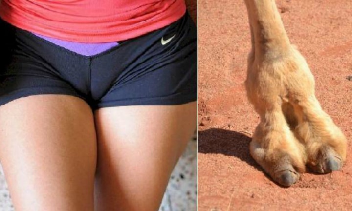 Camel toe underwear is the trend we really don't need: Photos