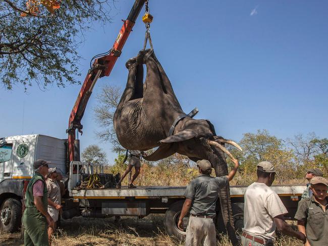 African Parks officials load elephants into a truck, to be translocated from Majete Game Reserve, southern Malawi to Nkhotakota in the central region. Picture: Amos Gumulira