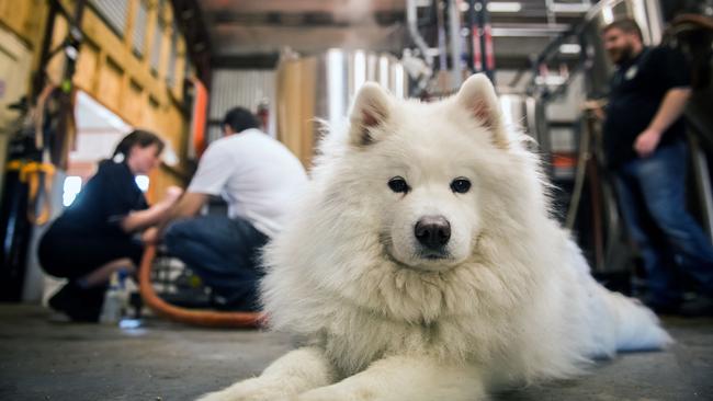 The Smiling Samoyed himself, Hoppy, who was adopted from the RSPCA, in front of the brew house. Photo: Tom Huntley