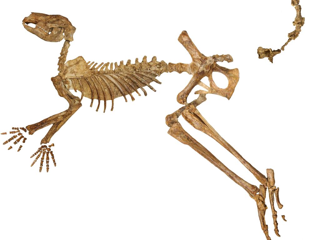KIDS NEWS 2024: Giant kangaroos bounce back from the past, April 6.

An almost-complete skeleton of Protemnodon viator is shown, missing just a few bones of the hand, foot and tail. This specimen, SAMA P59552 from Lake Callabonna, is the holotype for the newly described species. This means that this specimen is the best representative of the species, as chosen by the researchers that described it.

 A near-complete fossil skeleton of the extinct giant kangaroo Protemnodon viator from Lake Callabonna, missing just a few bones from the hand, foot and tail.
Picture: Isaac A. R. Kerr