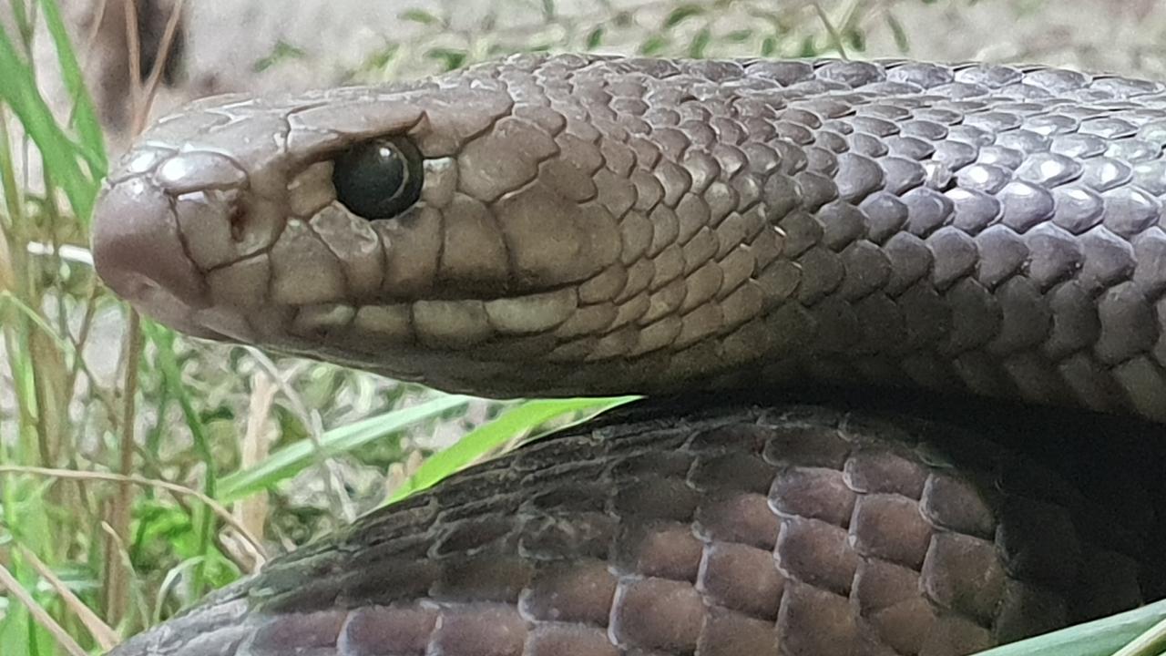 venomous-snakes-spiders-warning-more-expected-to-appear-in-nsw-homes