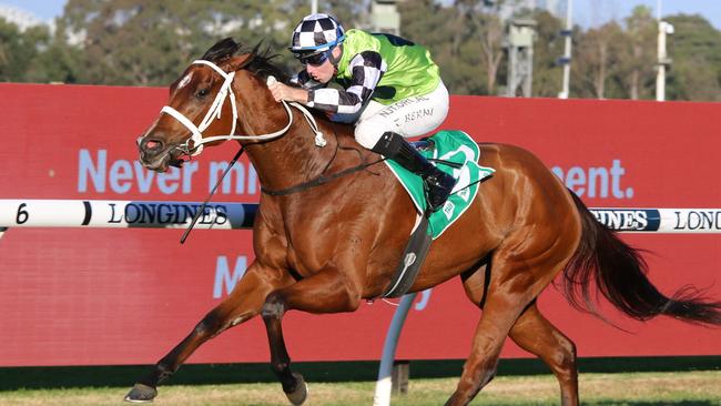 Bella Rouge looks hard to beat second-up in the final event. Picture: Grant Guy