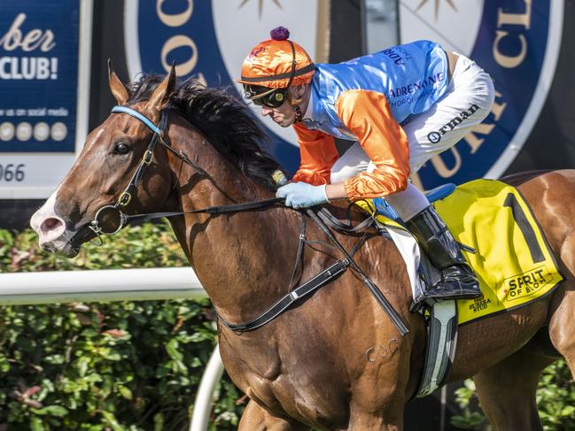 Prince of Boom ridden by James Orman wins race 8 at Clifford Park. Saturday, March 5, 2022. Picture: Nev Madsen.