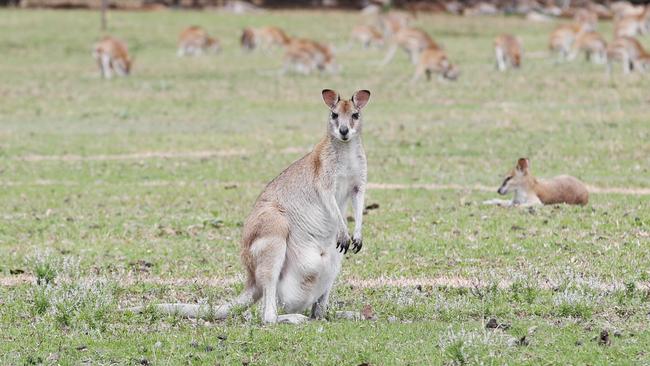 Wallabies graze on grass in parkland at nearby Kewarra Beach. PICTURE: BRENDAN RADKE