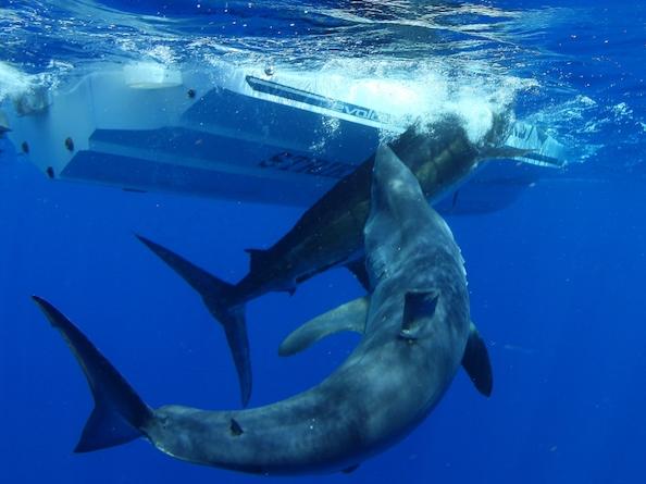 Photos supplied to the Daily Telegraph by Al McGlashan.The infamous footage of the Mako Shark eating the Marlin at Port Stephens. For a size guide, the boat is 6.3m long.