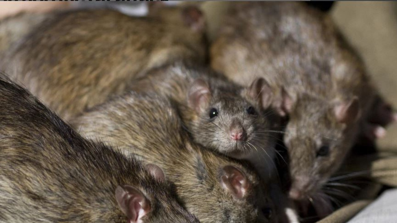 Reports of vermin in Adelaide’s east nearly double | The Advertiser