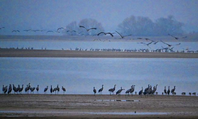 Tens of thousands of cranes now spend winter at Lac du Der near Reims in northwest France where rising global temperatures have made the climate more welcoming for migrating birds