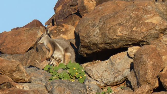 A yellow-footed rock-wallaby with her joey at Boolcoomatta Reserve. Picture: Tony Geyer