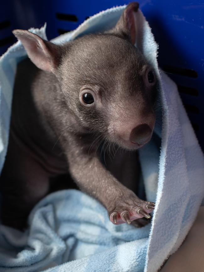 Four-month-old orphaned wombat Xena nestles in a pouch at the Majors Creek Wombat Refuge. Picture: John Moore