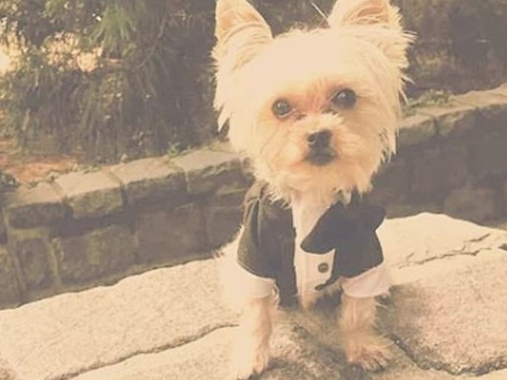 The couple’s dog, Oscar Bieber, wore his finest. Picture: Instagram