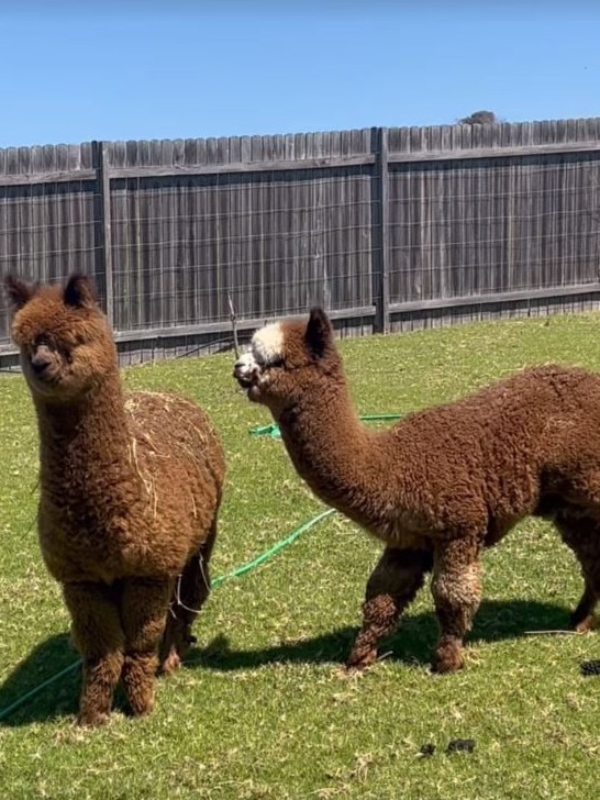 The pair have added two llamas to their family.