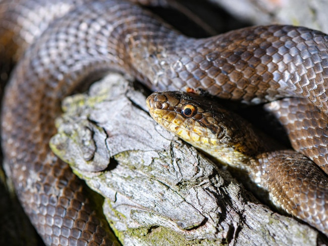 09 June 2020, Brandenburg, Müllrose: A snake (Coronella austriaca) can be seen on a trunk of a pine tree in the Schlaubetal, a nature park in the east of Brandenburg. Photo: Patrick Pleul/dpa-Zentralbild/ZB (Photo by Patrick Pleul/picture alliance via Getty Images)