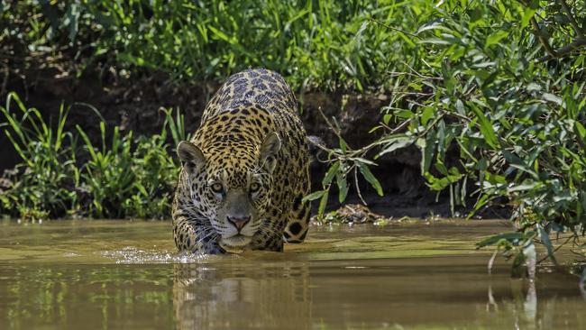 The Pantanal, the world’s largest tropical wetland, is found on which continent? Picture: istock