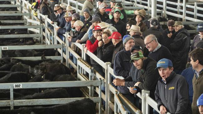 The Mortlake saleyards open in 2018 after a $16 million build. Picture: Zoe Phillips