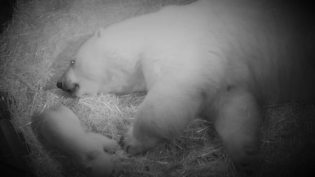 Sea World polar bear cub is a girl