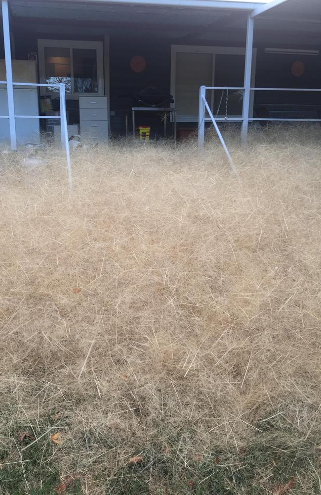 The tumbleweed at peak plague. Picture: Leanne Gloury