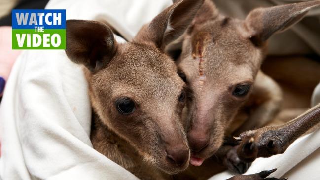 Brad and Bree the rare joey twins