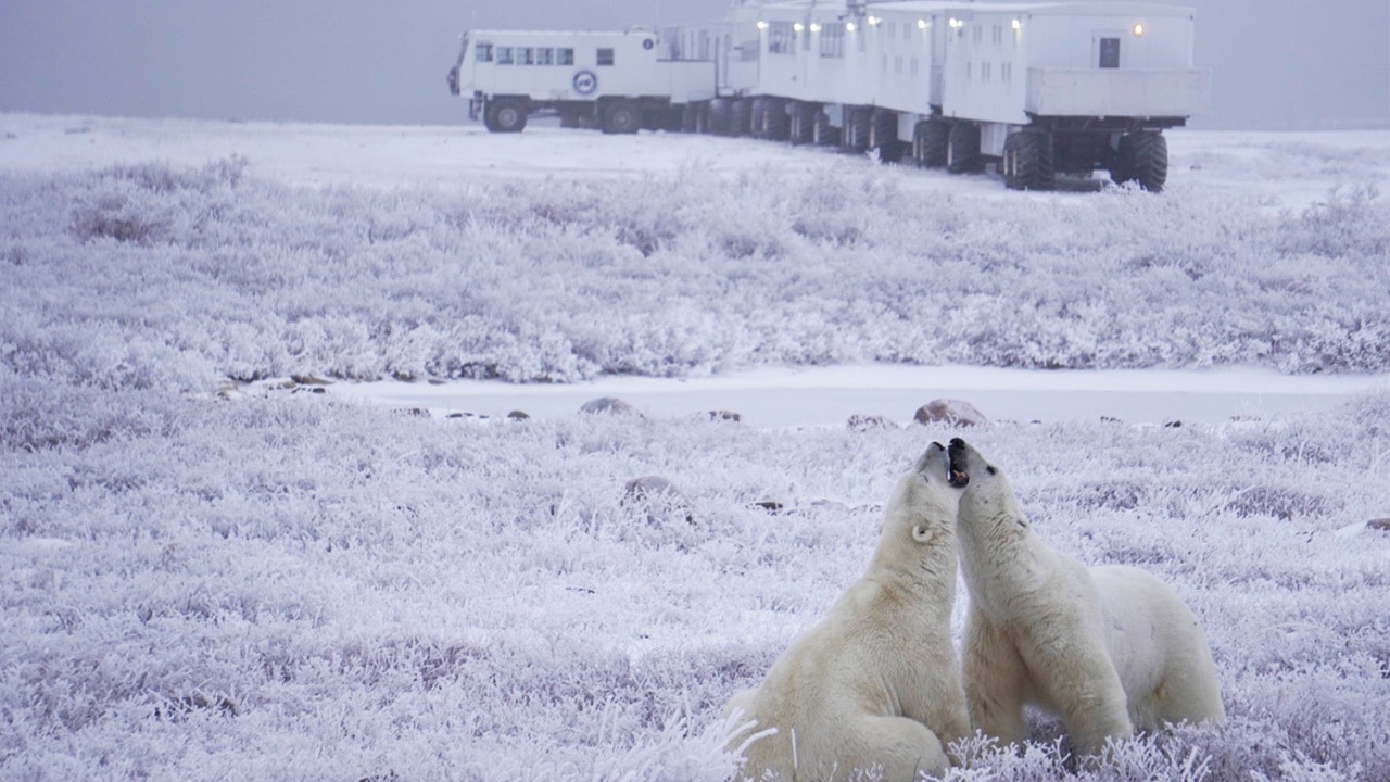 <h2>6. The Tundra Buggy Lodge, Manitoba</h2><p>Spot polar bears during the day and the Northern Lights at night from this very special vantage in Churchill, northern Manitoba. The accommodation at <a href="https://frontiersnorth.com/tundra-buggy-lodge" target="_blank" rel="noopener">The Tundra Buggy Lodge</a>, set over a train of tundra buggies, is rustic &ndash; but you&rsquo;re not here for high-thread-count linens and fine dining. You check in to feel the full force of nature, and come remarkably close to elusive, wide-eyed polar bears, which regularly wake guests in the middle of the night when they lumber past. This is also the ideal starting point for excursions that get you close to beluga whales, grizzly bears and all manner of other wildlife that thrive in these far-flung frontiers.<span>&nbsp;</span></p>