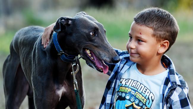 Phoenix Ferns, 8, with dog Jarrod — race name Phresh — loves helping his grandfather look after his greyhounds                        . Picture: ELISE DERWIN