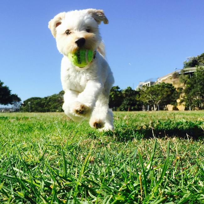 Teddy, of Maroubra, playing fetch in the park. Picture: Lisa Kemball