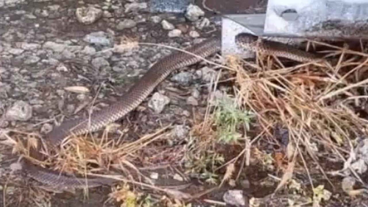 Melbourne: Trapped snake freed with angle grinder | news.com.au ...