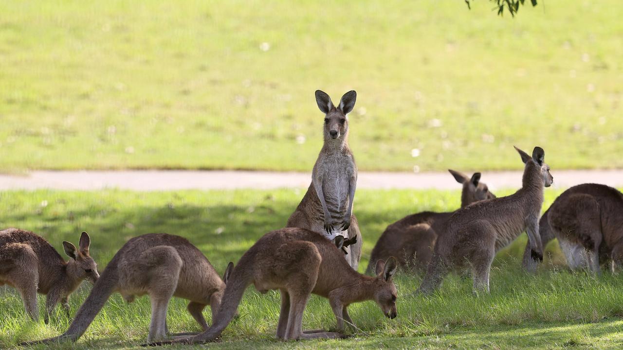 The man sustained critical injuries after hitting the kangaroo. Picture: Adam Head