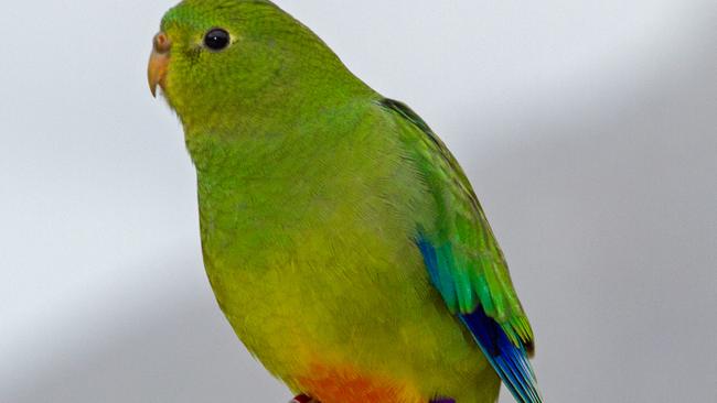 The orange-bellied parrot is critically endangered and at risk of dying during migration or winter. Picture: DPIPWE