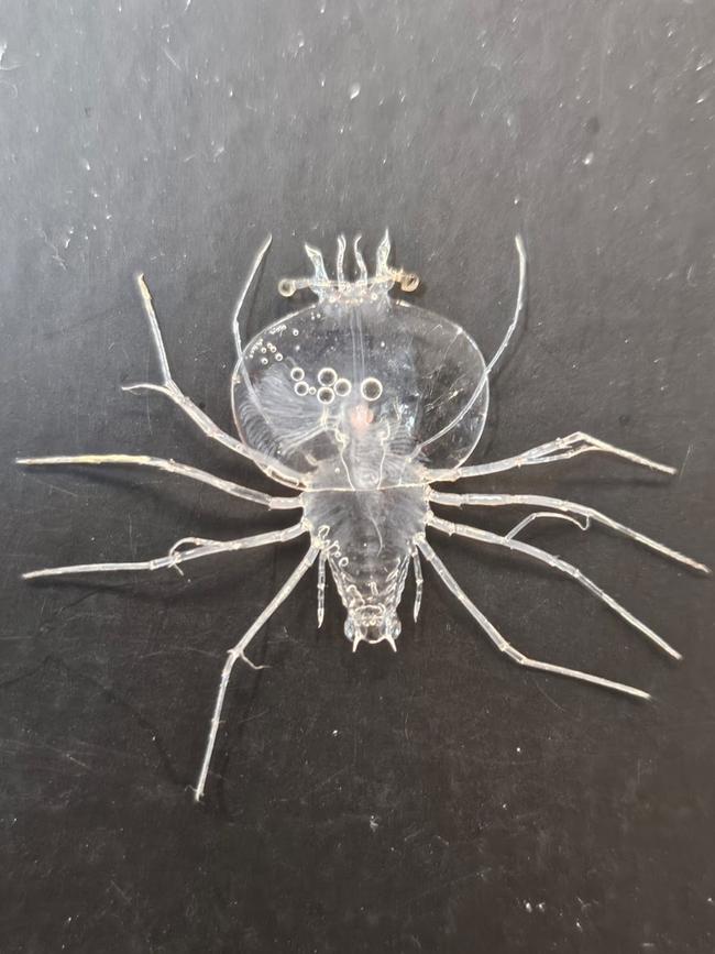 A lobster larvae specimen taken during the CSIRO South-East Australian Marine Ecosystem Survey voyage in 2024.