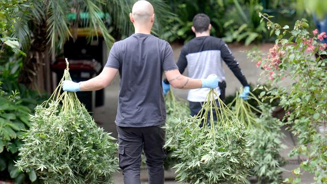 Cannabis raid in Farnell street, West Ryde. Photo Jeremy Piper