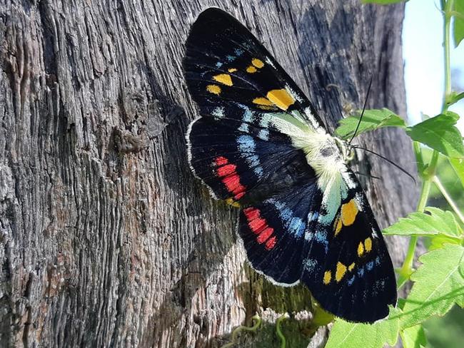 Thanks to Phillip Trivett for this shot of a butterfly at Jetty Beach. Coffs cover image.