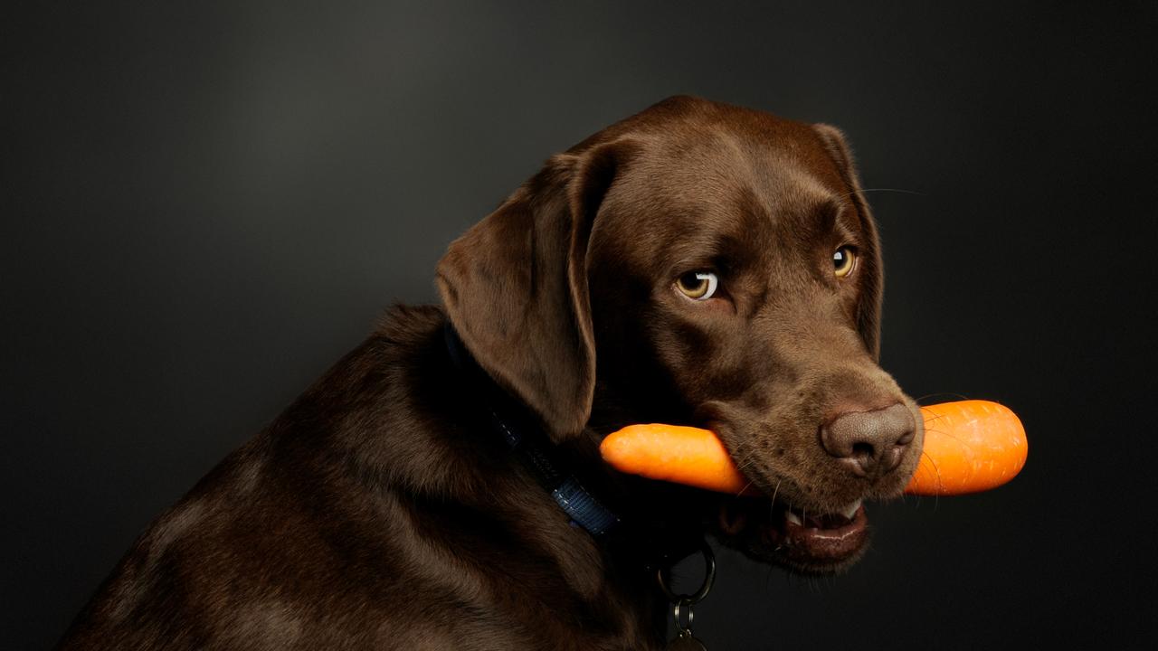 Kevin the chocolate labrador, really loves his carrots. Picture: Viva Photography- Frankston