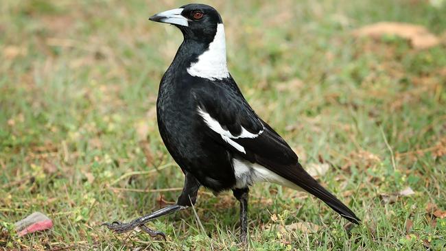 Experts say only some magpies swoop during their nesting season. Photographer: Liam Kidston