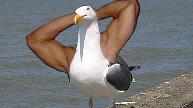 Photoshopping arms onto birds is just one of the weird communities lurking in the shadows