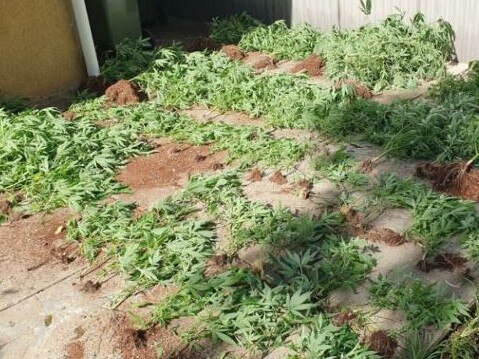 Detectives searched a home in Torrensville and located more than 400 cannabis plants, almost 40kg of dried cannabis and hydroponic equipment. Pic: SAPOL