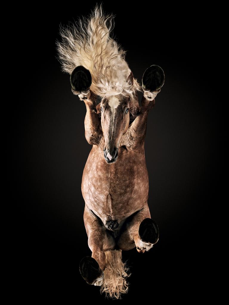 This is a horse photographed from underneath. The picture was taken in 2017 at summer in Lithuania. I dug a 3 meter hole in the ground and put a big wooden box in it. A horse was photographed on the glass. The glass was made from the 3 plates of 10mm tempered glass glued to one strong glass, in total making a 30mm thick hardened glass. The weight of this horse was around 800kg. The breed is called - “Lithuanian heavy horse”. Horse mane has been recorded at the “Lithuanian Record Book” as longest horse mane in Lithuania. Picture: Andrius Burba, Lithuania, Shortlist, Open, Enhanced (Open competition), 2018 Sony World Photography Awards.