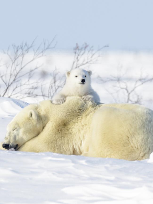 North or south: Polar bears. Picture: iStock