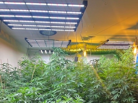 A 25-year-old West Lakes man was arrested over more than 300 marajuana plants located across six properties in Woodville South, Seaton, Flinders Park, West Croydon and Ridleyton. Picture: SA Police,