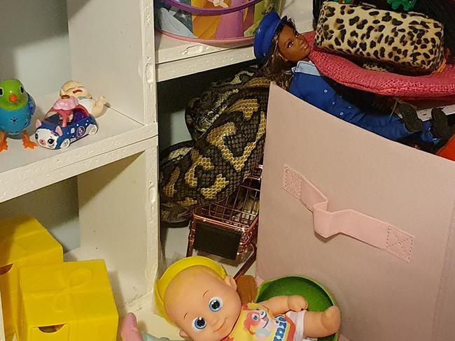 Coastal carpet python hides among kids' toys at Ferny Hills home. Picture: Snake Catchers Brisbane, Ipswich, Logan & Gold Coast