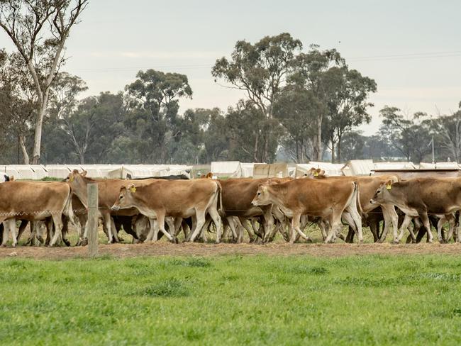 DAIRY: Dairy farmer Geoff Akers running for councilDairy farmer Geoff Akers running for council. .Geoff Akers on farm at TallygaroopnaPictured: Generic farm. Jersey cows. Dairy cows. Stock photo. Picture: Zoe Phillips